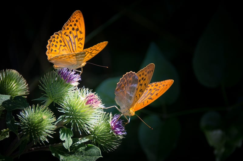 Butterfly Effect Aversion